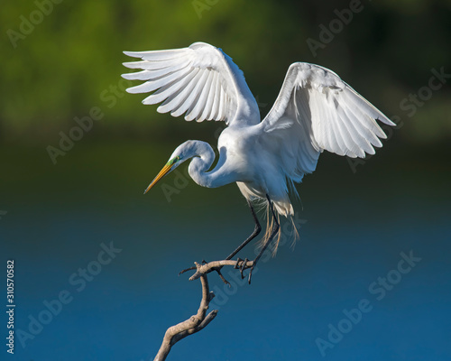 Great White Egret photo