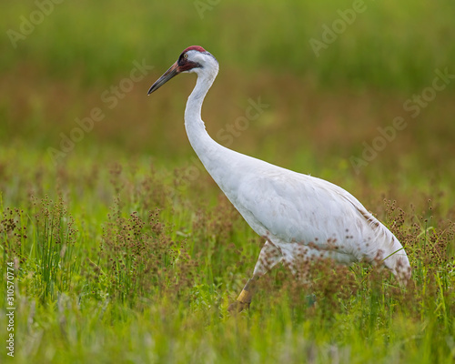 Whooping Crane