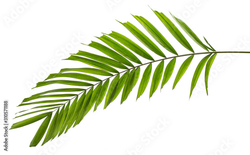 Macarthur palm leaves Ptychosperma macarthurii Tropical isolated on white background with clipping path.