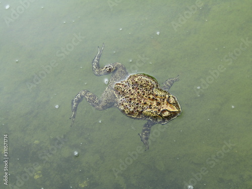 Close up view of one big tiny frog or katak kodok sawah inside green blue underwater water lake . Stay still  swimming  floating  lurking  jump  hide and breathing with reflection sky in rippling