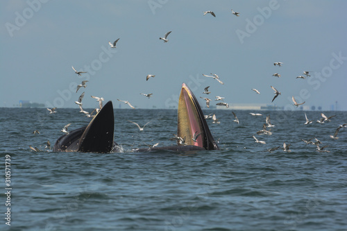 The Big mouth of Bryde's Whale while hunting Small fish.