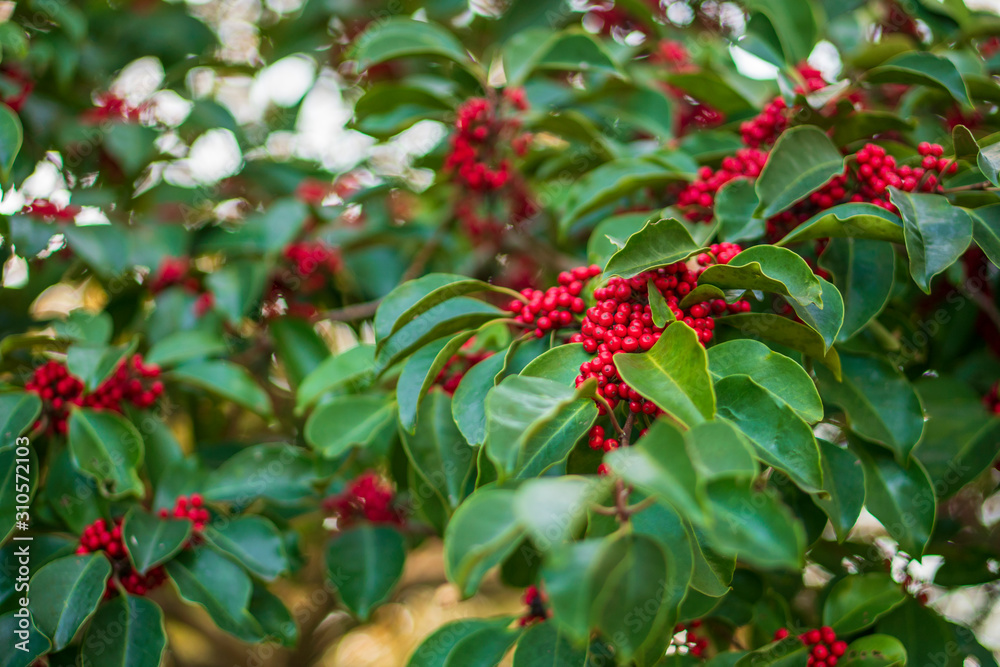 Obraz premium Nandina domestica, heavenly bamboo or 