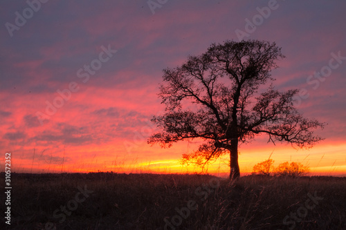 Oak tree with vibrant dramatic sunset .