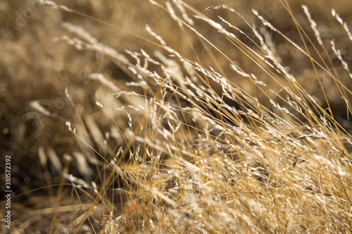 Wild dry grasses waving in the wind.
