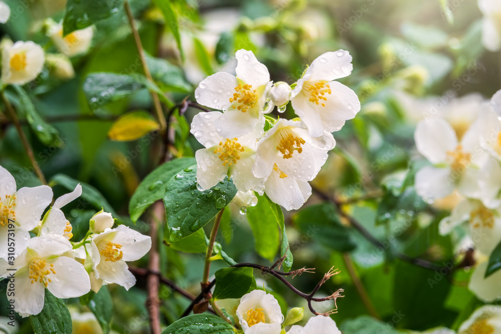 Bright white flowers with raindrops. Philadelphus coronarius, sweet mock-orange, English dogwood Bright white flowers with raindrops. Philadelphus coronarius, sweet mock-orange, English dogwood