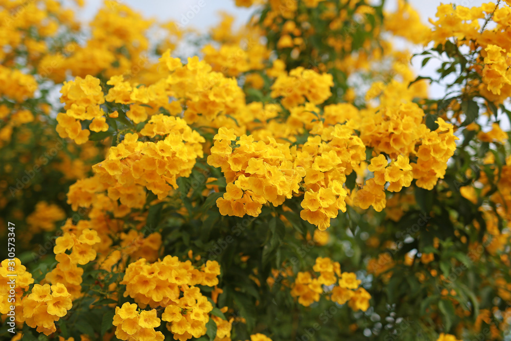 Trumpet Flower on the tree branch. Bush of Yellow elder, Trumpetbush. Trumpet Flower on the tree branch. Bush of Yellow elder, Trumpetbush.