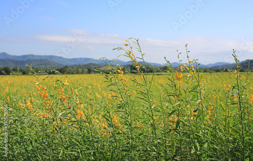 Beautiful yellow flower Sunhemp field with mountains at sunny day. Landscape scenery background.