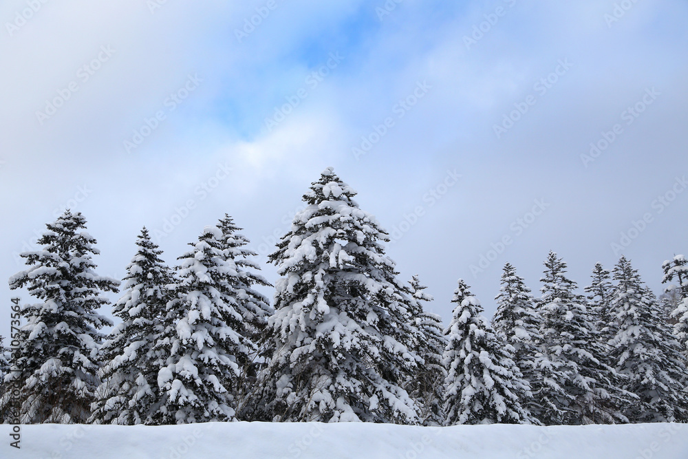 Fototapeta premium 冬のエゾマツ林
