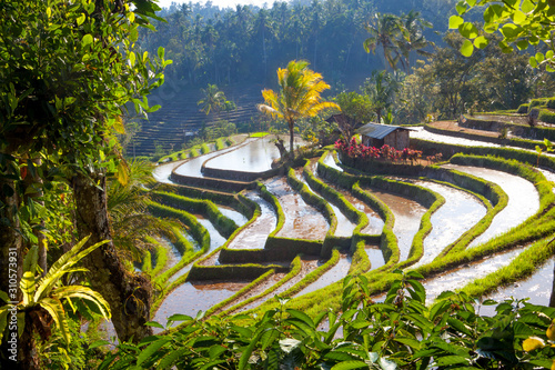 scenic view of balinese rice terraces and volcano in bali indonesia