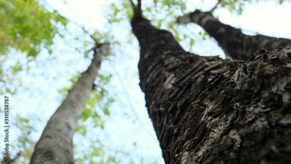 close up dry brown bark of old tree and blured trunk, green leaves in summer with selective focus close up dry brown bark of old tree and blured trunk, green leaves in summer with selective focus