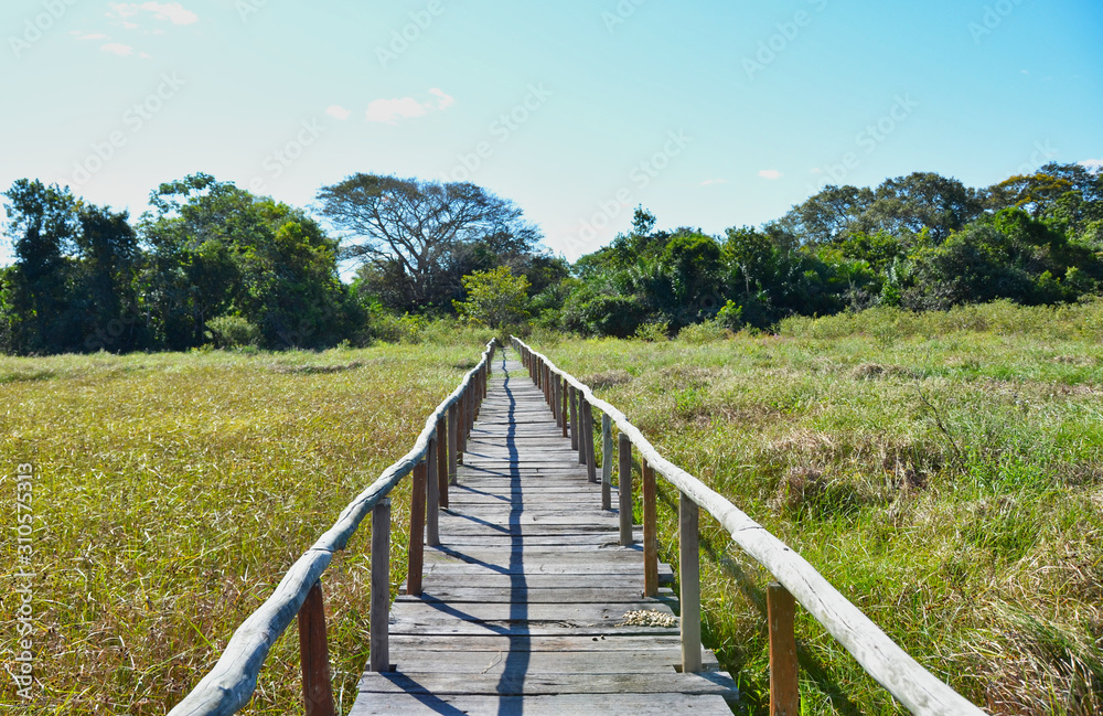 Wooden Pier through Swampland in Pantanal of Brazil with Forest Background