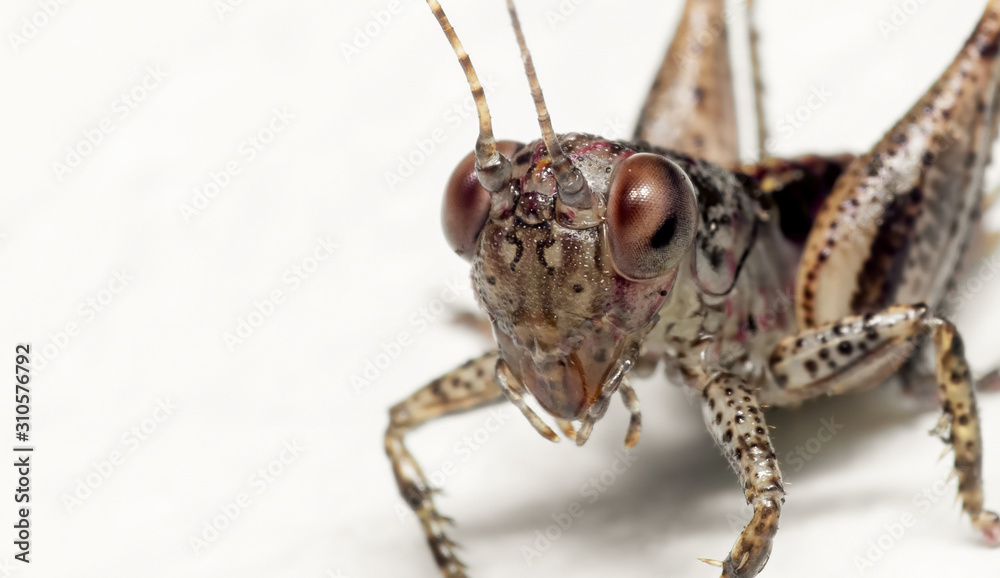 Macro Photo of Cricket Isolated on White Background with Copy Space Macro Photo of Cricket Isolated on White Background with Copy Space