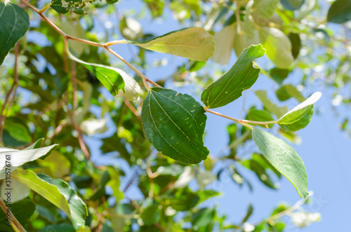 Top Of Chinese Date Tree Leaf photo