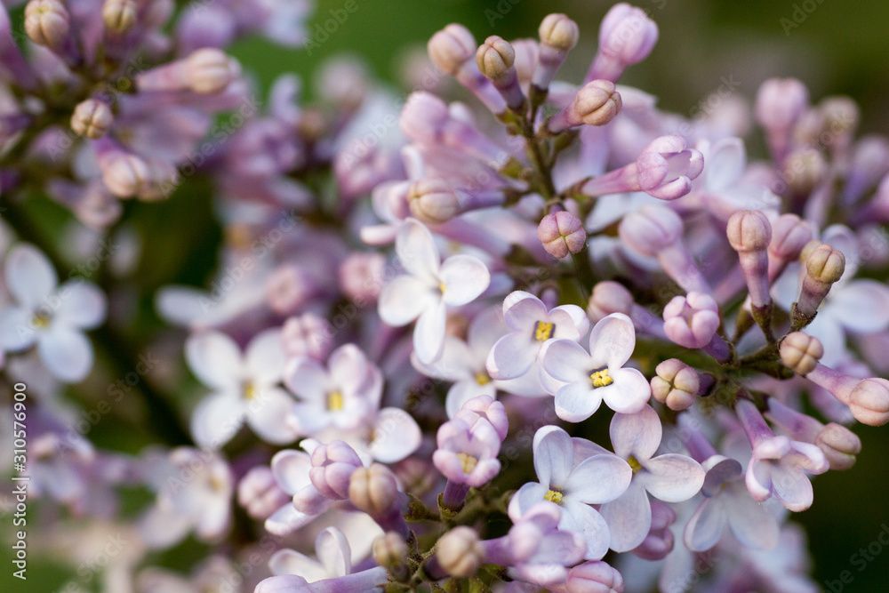 Blooming tree, close up concept, macro Blooming tree, close up concept, macro