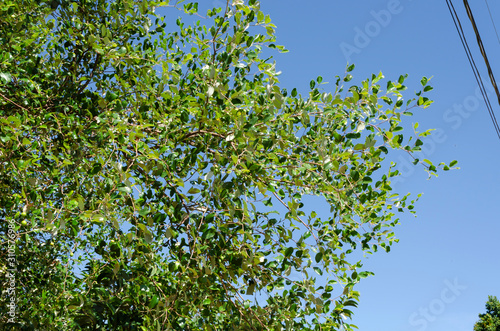 Branches Of Coolie Plum Tree photo