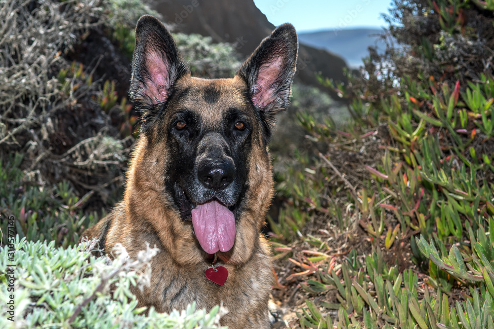 Portrait of German Shepherd Dog in the California Hills. GDS with traditional colors. Portrait of German Shepherd Dog in the California Hills. GDS with traditional colors.