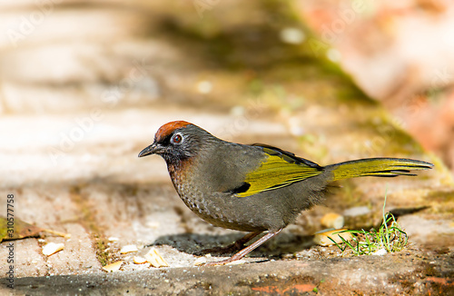 Red-throated Rattlesnake Silver-eared Laughingthrush (Trochalopteron) Doi Inthanon Looking for food on the floor photo