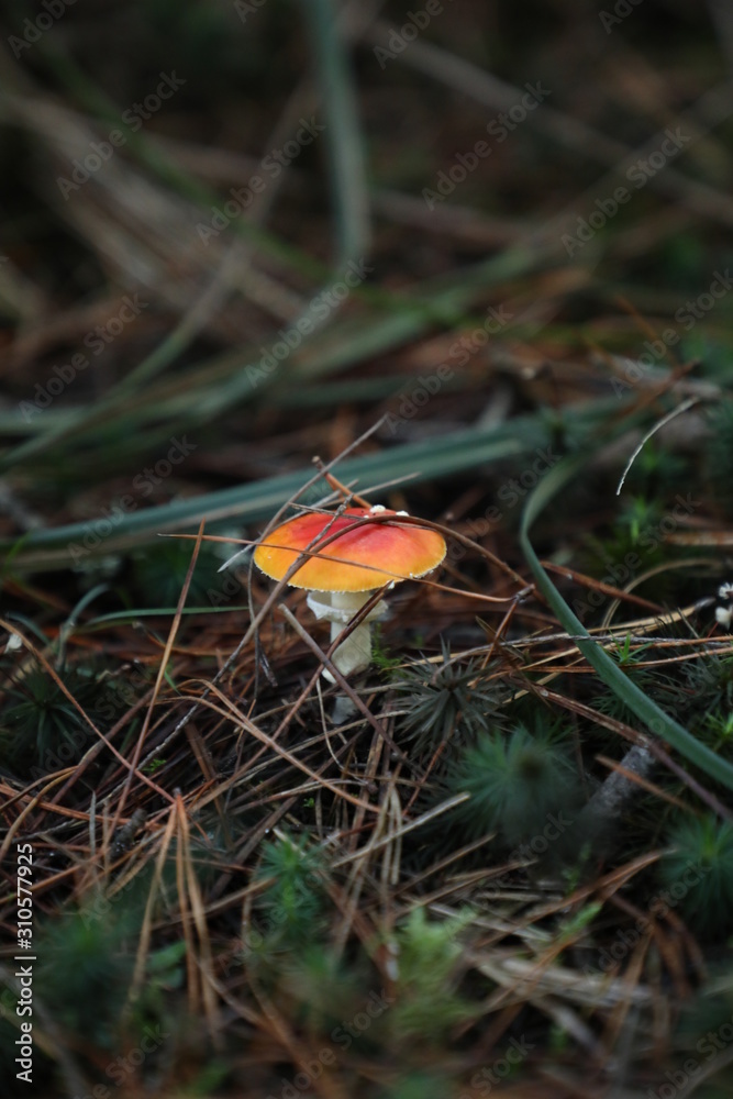 Toadstool in the Forest Grass Toadstool in the Forest Grass