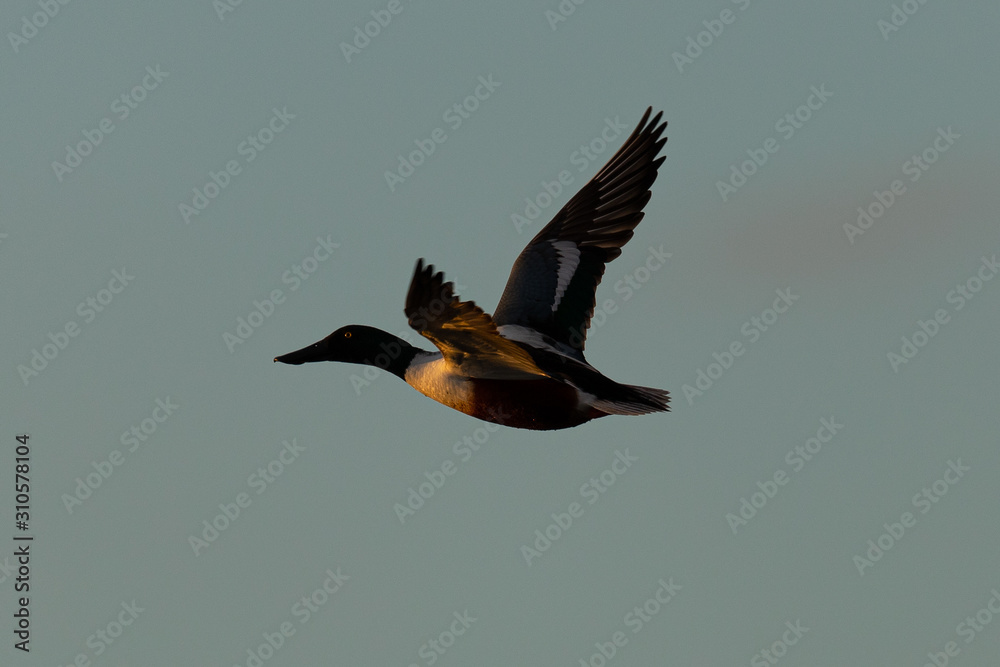 Fototapeta premium Male Northern shoveler, flying in beautiful light in North California