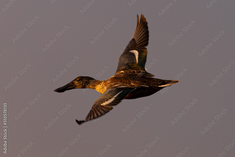Fototapeta premium Male Northern shoveler, flying in beautiful light in North California