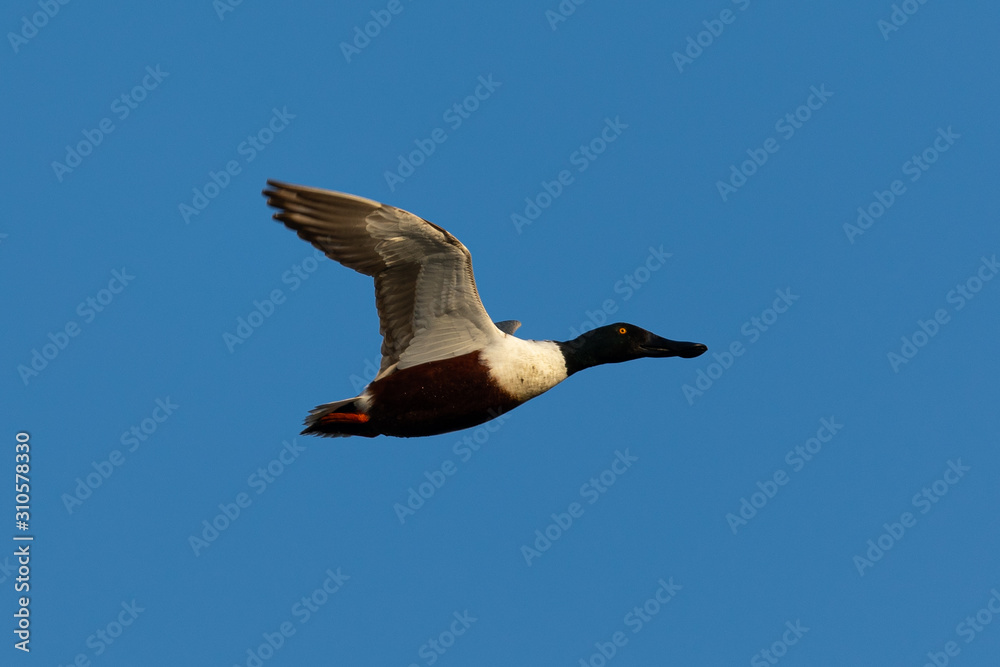 Male Northern shoveler, flying in beautiful light in North California Male Northern shoveler, flying in beautiful light in North California