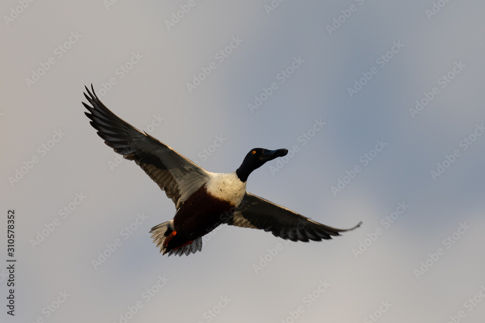 Male Northern shoveler, flying in beautiful light in North California Male Northern shoveler, flying in beautiful light in North California