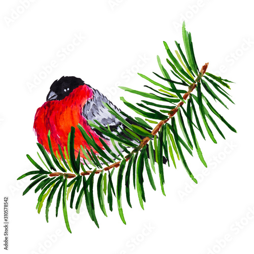 Bullfinch on the fir tree branch isolated watercolor