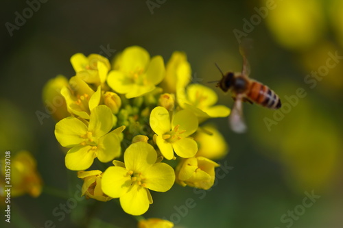 꿀벌과 유채꽃