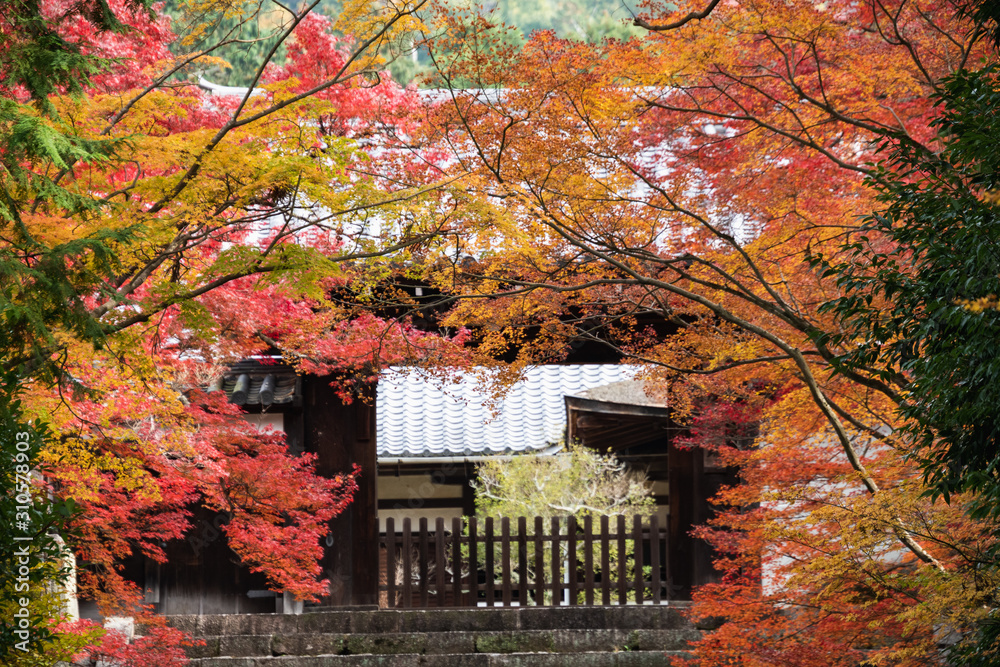 赤色　黄色　オレンジ色の葉に彩られたお寺の山門　　東山　　京都