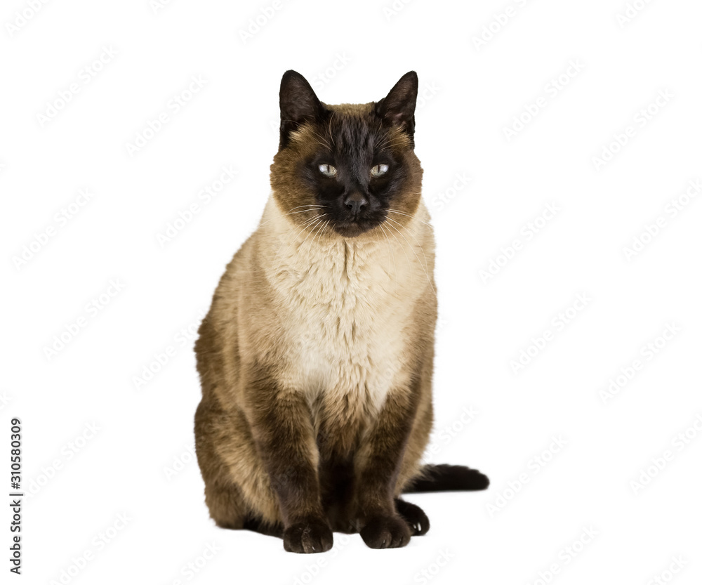 Siamese cat adult domestic on white isolated background. Sitting and looking straight ahead