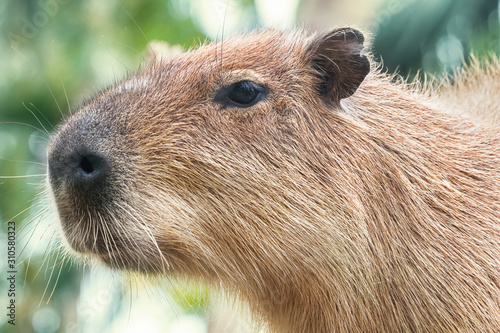 Close-up capybara brown in nature. Wild animal
