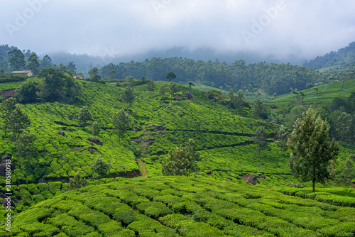 Beautiful tea plantations in hills near Munnar  Kerala  India.