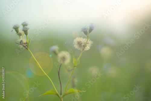 weed grass with sun flare against blurry background. soft focus images. selective focus