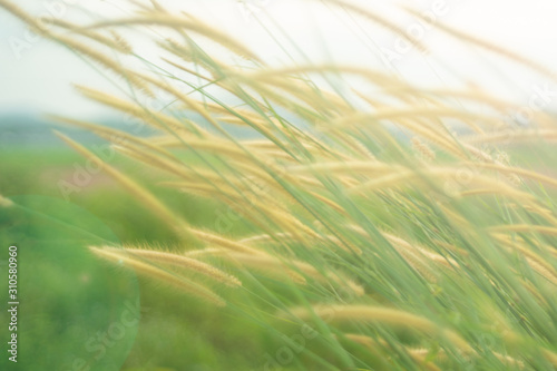 weed grass with sun flare against blurry background. soft focus images. selective focus