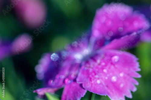 Selective focus close up purple Rainbow pink flower or China pink flower with rain drops.(Dianthus chinensis)