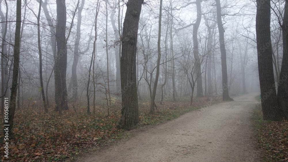 Naklejka premium Misty morning in Schoenbrunn park in Vienna