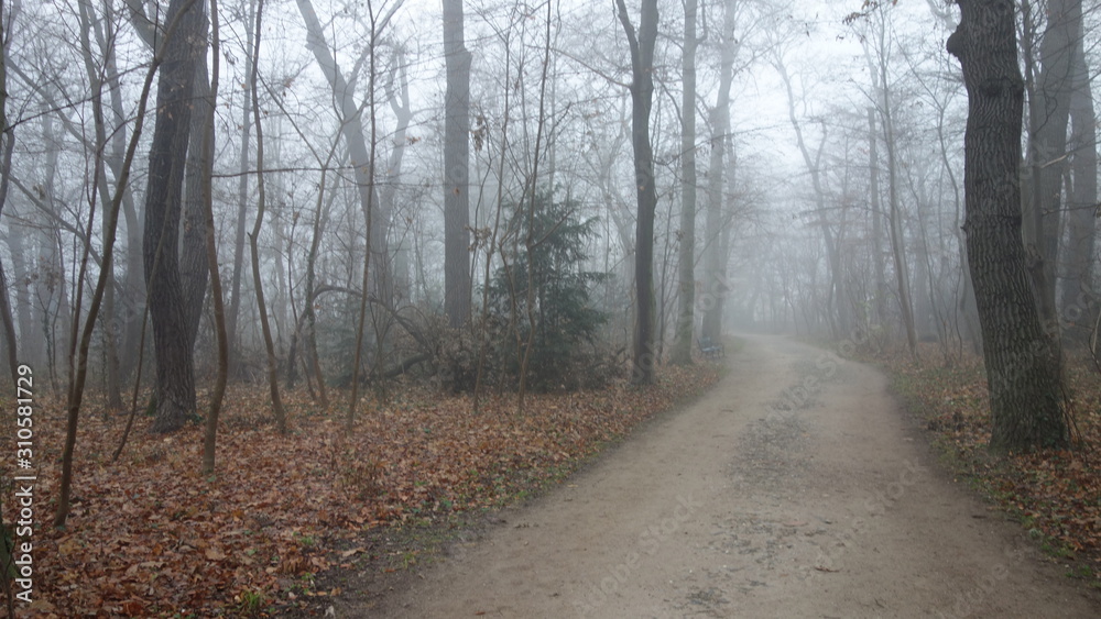 Fototapeta premium Misty morning in Schoenbrunn park in Vienna