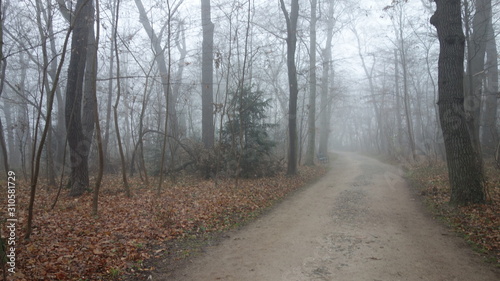 Misty morning in Schoenbrunn park in Vienna