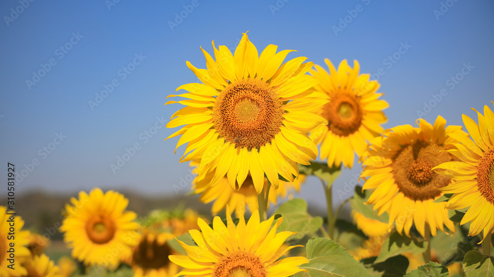 Sunflower in the field against with blue sky