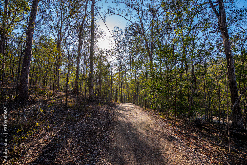 Obraz premium road in the forest