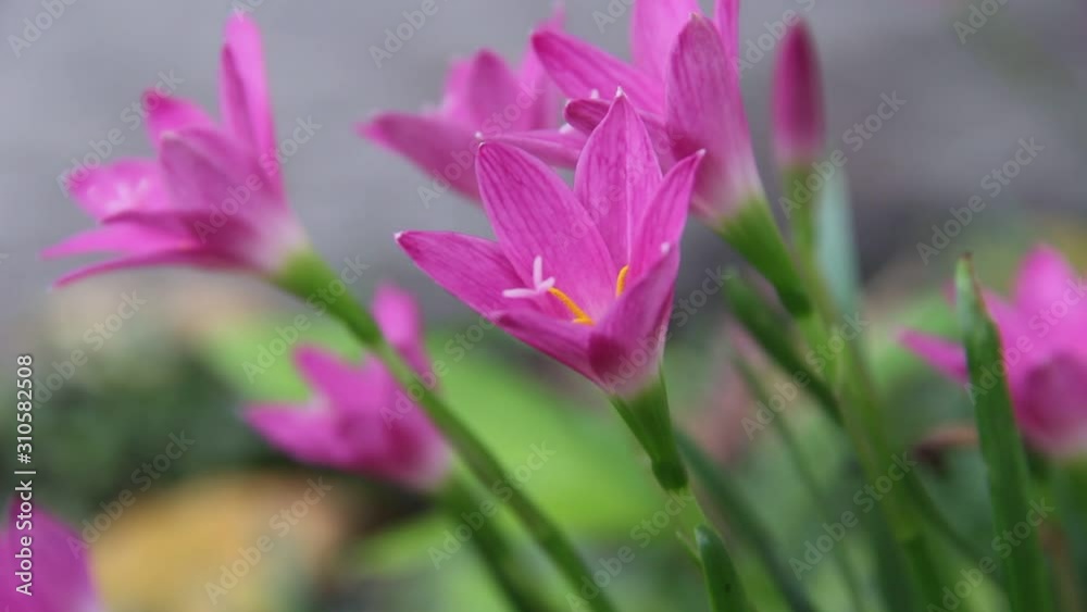 Close up fresh pink rain lily field colorful sweet flowers blooming in nature garden , light wind Close up fresh pink rain lily field colorful sweet flowers blooming in nature garden , light wind