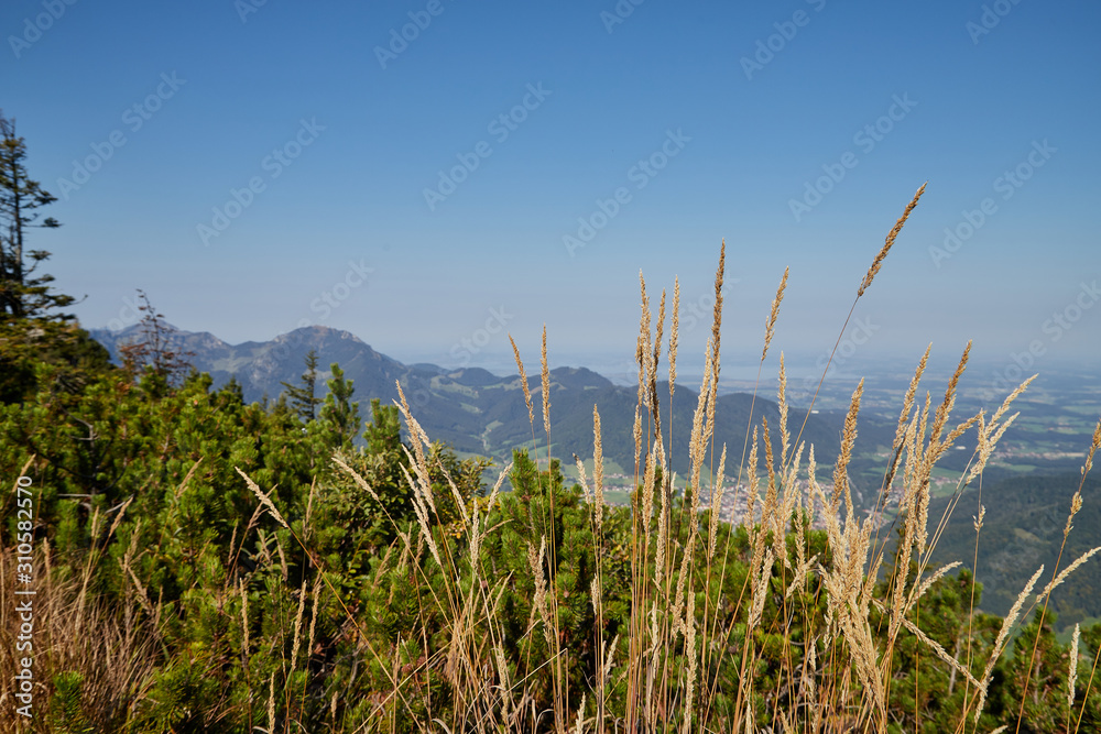 Mountain peaks visible through the trees on a good summer day
