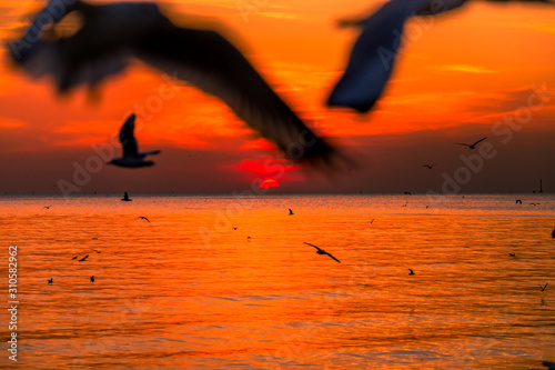 The blurred abstract background of the seagulls flying with the twilight light in the evening, and a multitude of birds on the branch while watching the evening. © bangprik