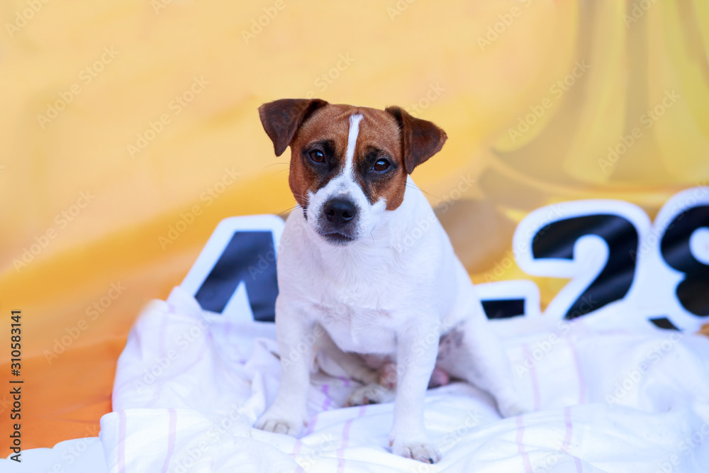 Dog breed Jack Russell Terrier