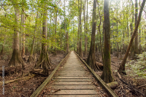 Boardwalk Loop Trail - Congaree National Park - South Carolina