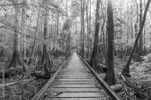 Fototapeta Naklejka Na Ścianę i Meble -  Boardwalk Loop Trail - Congaree National Park - South Carolina