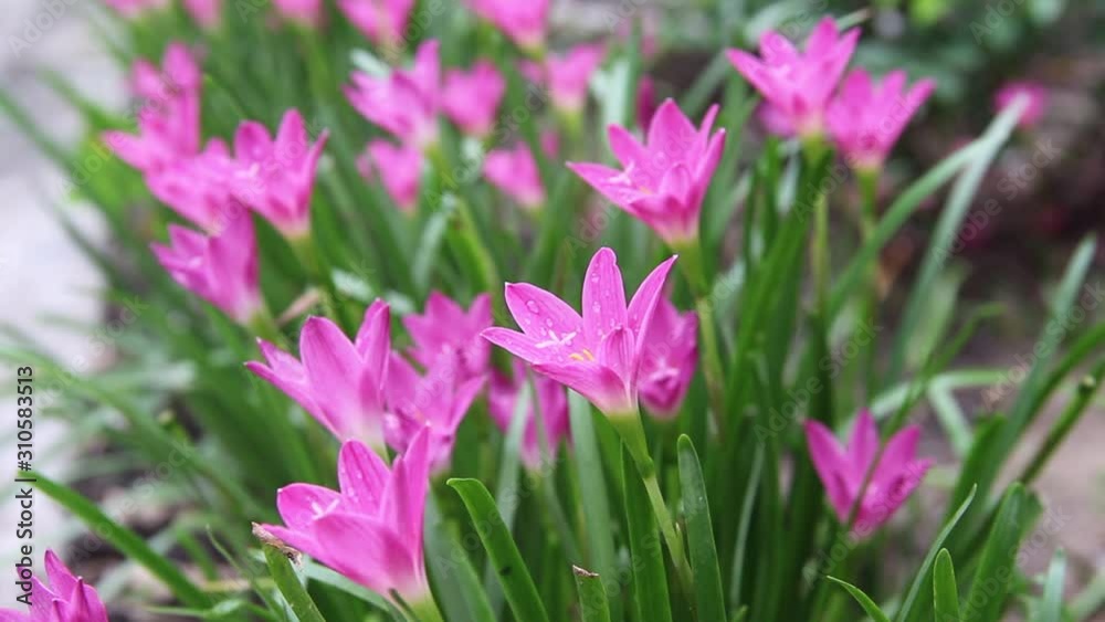 Fresh pink rain lily field with water drops colorful sweet flowers blooming in nature garden Fresh pink rain lily field with water drops colorful sweet flowers blooming in nature garden