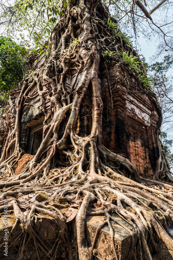 Wooden Roots of big trees Prasat Pram Temple ruins Koh Ker Cambodia