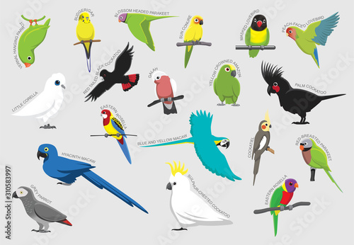 Parrot Set Various Kind Identify Cartoon Vector