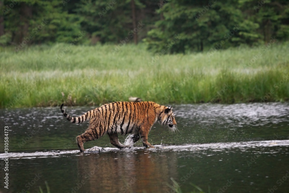 Fototapeta premium The Siberian tiger (Panthera tigris Tigris), or Amur tiger (Panthera tigris altaica) in the forest walking in a water.